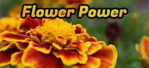 A close up shot of a red, orange, and yellow marigold flower.