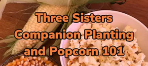An ear of corn, some dried corn kernels, and some popped popcorn.