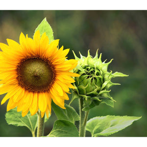 A closeup view of a sunflower.