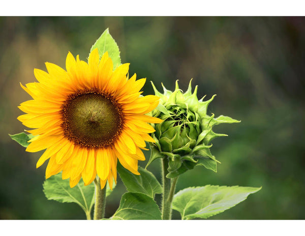 A closeup view of a sunflower.