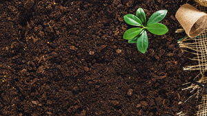 A garden scene with dirt, plant, and supplies. Rutabaga Garden Tools are made from sustainable materials.