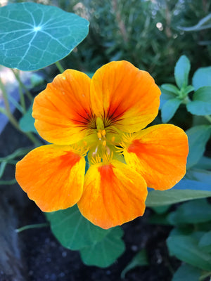 A close-up shot of an orange Nasturtium flower.