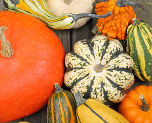 A close up shot of a variety of pumpkins.
