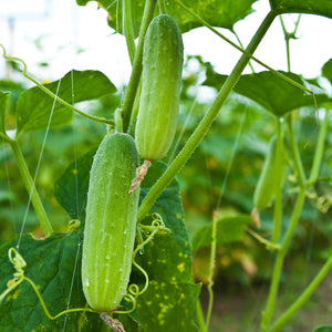 Cucumbers hanging on a trellis.