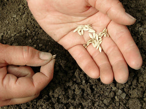 A closeup shote of cucumber seeds in someone's hands.