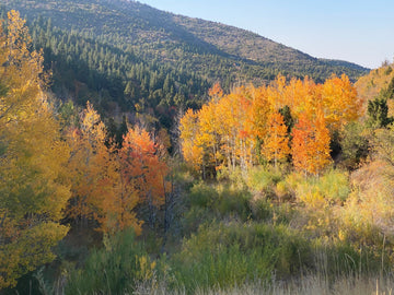 A landcape of trees and mountains with the leaves changing color to yellow and orange.