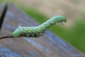 A singular hornworm balancing in a small branch.