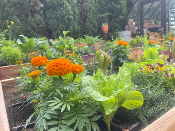 An overhead shot of a small garden planted in a 15 gallon grow bag. The mini garden includes lettuce, marigold flowers, a small trellis and snap peas, and garlic chives.