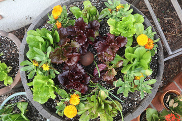 A barrel with planted lettuce, onions, and marigold flowers.