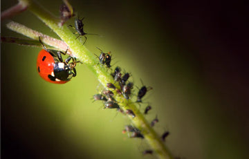Ladybugs: Beautiful Beetles that Help Protect Your Garden