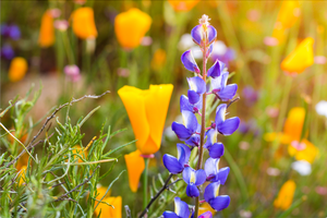 A close up shot of native California flowers, including poppies.