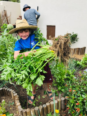 A child in a straw hat with a large bunch of freshly harvested celery.