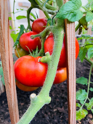 A bunch of really red tomatoes growing on the vine.