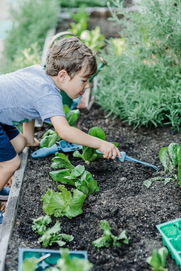 A yound boy using the hand rake to dig into the soil of a garden bed that contains lettuce. 