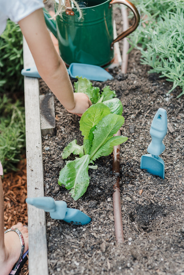 Multiple Rutabaga Garden Tool trowels in a garden bed with lettuce. You can also see the arm and foot of a child who is picking a piece of lettuce.