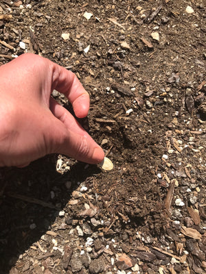 A close up of a pumpkin seed being planted into the soil.