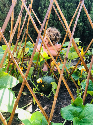 An adorable child setting among the vines of a pumpkin patch gazing lovingly at a small pumpkin growing next to a trellis.