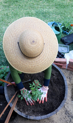 A woman planting a tomato seeding into a large barrel.