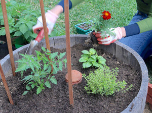 Marigolds being planted in a barrel next to a tomato plant, some basil, and some thyme.