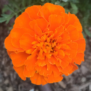 A close up shot of an orange marigold flower.