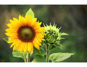 A close up of a sunflower.