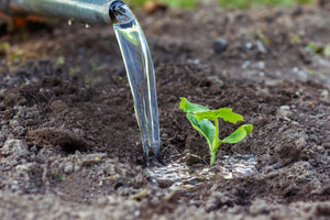 A close up shot of watering a pumpkin seedling at the base of the plant.